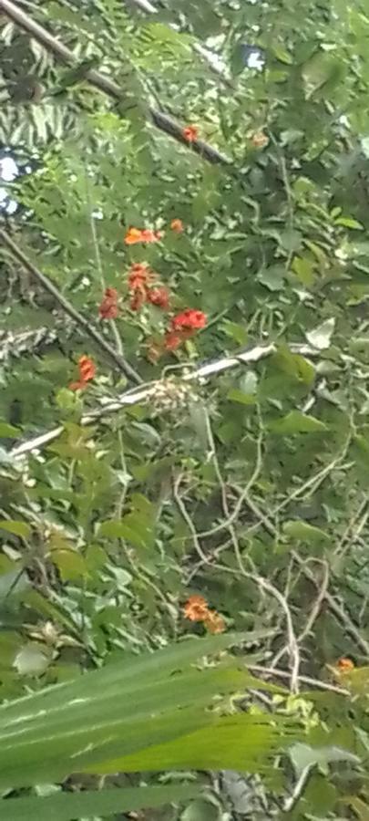 Flower Inn Sigirija Zewnętrze zdjęcie