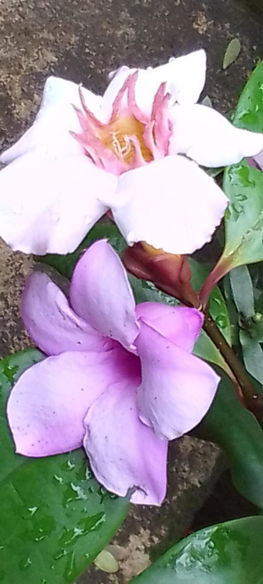 Flower Inn Sigirija Pokój zdjęcie