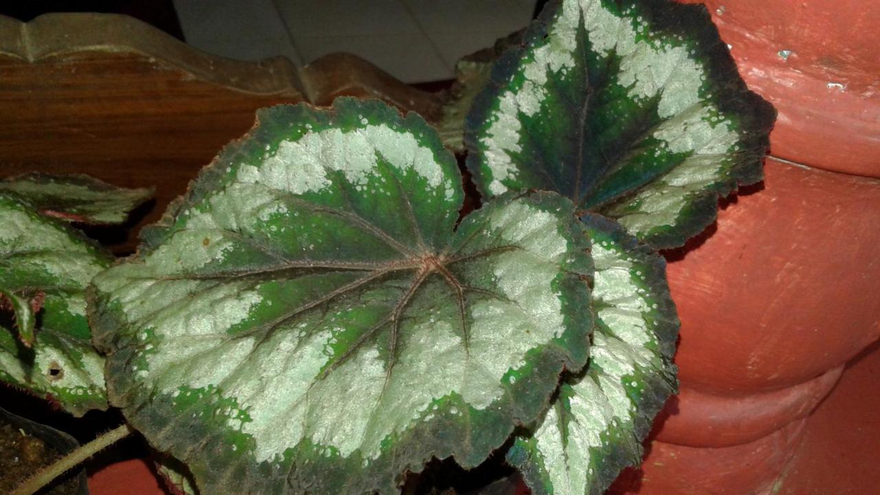 Flower Inn Sigirija Zewnętrze zdjęcie