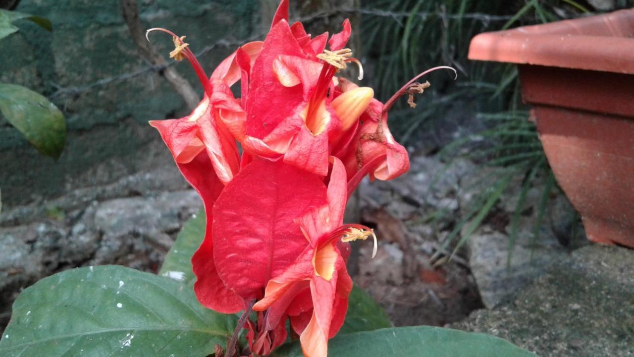 Flower Inn Sigirija Zewnętrze zdjęcie