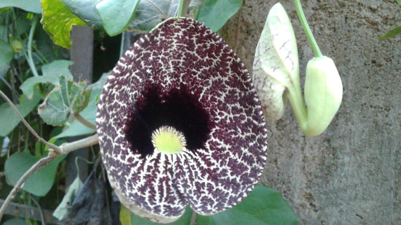 Flower Inn Sigirija Zewnętrze zdjęcie